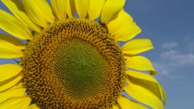 Arı ayçiçeğinin üzerinde bal toplar. Yaygın ayçiçeği (Helianthus annuus) 