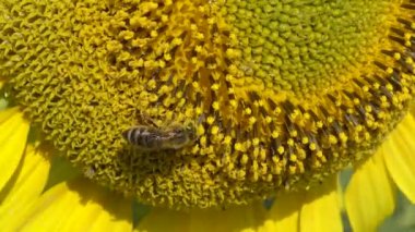 Arı ayçiçeğinin üzerinde bal toplar. Yaygın ayçiçeği (Helianthus annuus) 