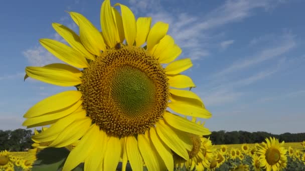 Biene Sammelt Honig Auf Sonnenblumen Die Sonnenblume Helianthus Annuus — Stockvideo