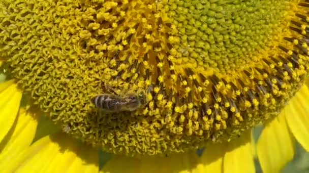 Μέλισσα Συλλέγει Μέλι Στον Ηλίανθο Κοινός Ηλίανθος Helianthus Annuus — Αρχείο Βίντεο