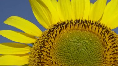 Arı ayçiçeğinin üzerinde bal toplar. Yaygın ayçiçeği (Helianthus annuus) 