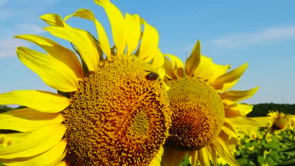 Abelha Recolhe Mel Girassol Girassol Comum Helianthus Annuus — Vídeo de Stock