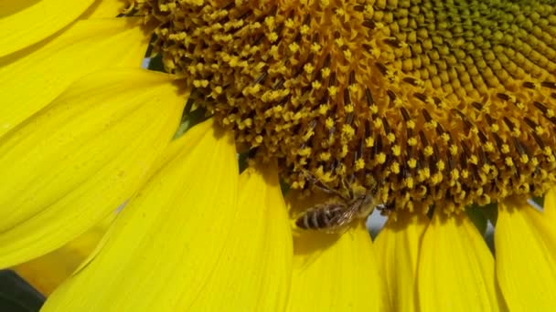 Пчела Собирает Мёд Подсолнухе Обыкновенный Подсолнечник Helianthus Annuus — стоковое видео