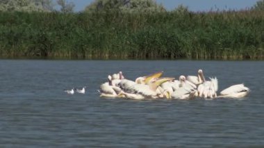 Büyük beyaz pelikan (Pelecanus onocrotalus), kuşlarda kuşlar balıkların bir sürüsü. Tuzla Estuary, Odessa Region, Ukrayna