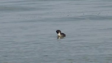 Ukrayna kuşları. Büyük tepeli grebe (Podiceps cristatus)