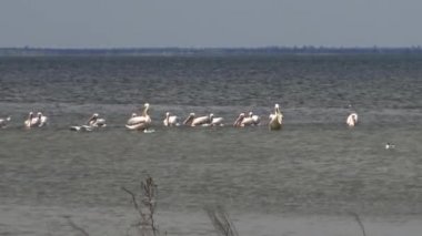 Büyük beyaz pelikan (Pelecanus onocrotalus), kuşlarda kuşlar balıkların bir sürüsü. Tuzla Estuary, Odessa Region, Ukrayna