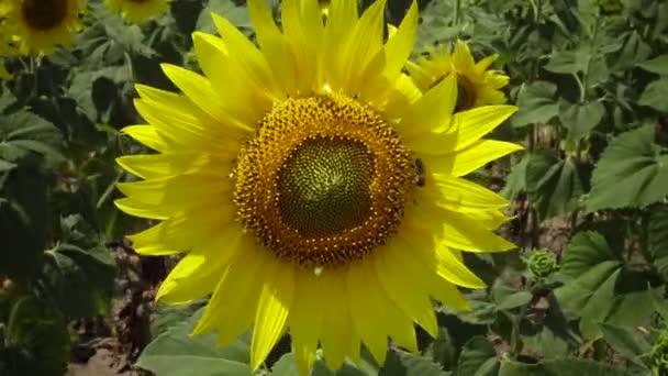 蜜蜂在向日葵上采蜜 向日葵 Helianthus Annuus — 图库视频影像