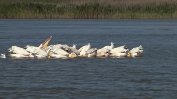 Большой Белый Пеликан Pelecanus Onocrotalus Стая Птиц Ловит Рыбу Устье — стоковое видео