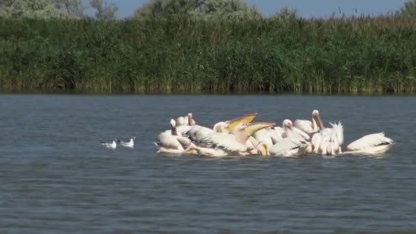 Gran Pelícano Blanco Pelecanus Onocrotalus Una Bandada Aves Peces Estuario — Vídeo de stock