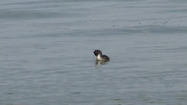 Birds Ukraine Gran Grebe Cresta Podiceps Cristatus — Vídeos de Stock