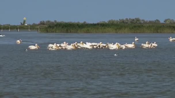 Grande Pelicano Branco Pelecanus Onocrotalus Bando Pássaros Peixes Estuário Estuário — Vídeo de Stock