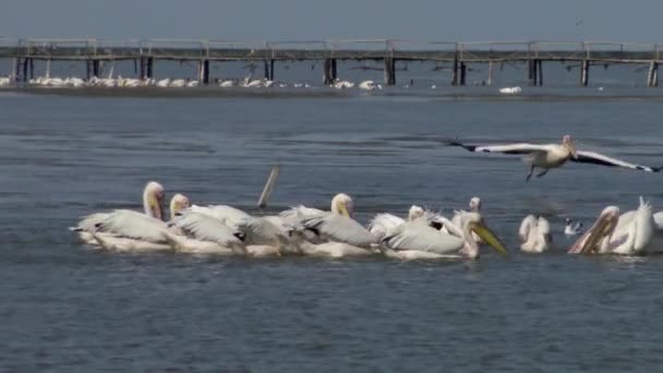 Grand Pélican Blanc Pelecanus Onocrotalus Troupeau Oiseaux Poissons Dans Estuaire — Video