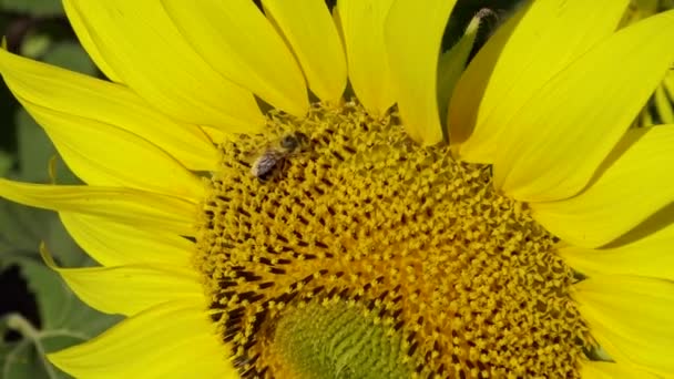 Abeja Recoge Miel Girasol Girasol Común Helianthus Annuus — Vídeo de stock