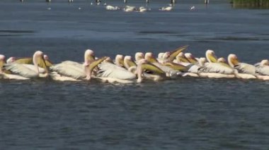 Büyük beyaz pelikan (Pelecanus onocrotalus), kuşlarda kuşlar balıkların bir sürüsü. Tuzla Estuary, Odessa Region, Ukrayna