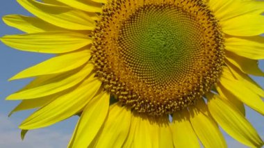 Gökyüzüne karşı ayçiçeği, yakın plan. Ukrayna