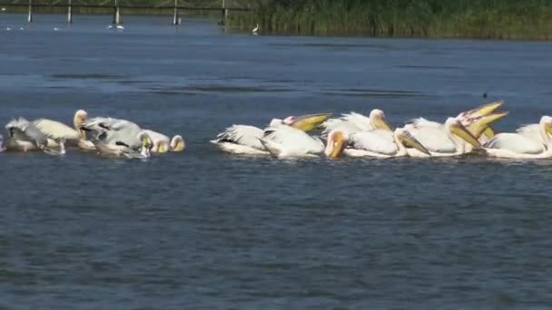 Grande Pelicano Branco Pelecanus Onocrotalus Bando Pássaros Peixes Estuário Estuário — Vídeo de Stock