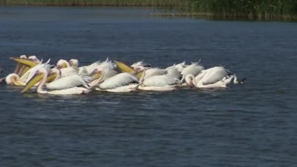 Grande Pelicano Branco Pelecanus Onocrotalus Bando Pássaros Peixes Estuário Estuário — Vídeo de Stock