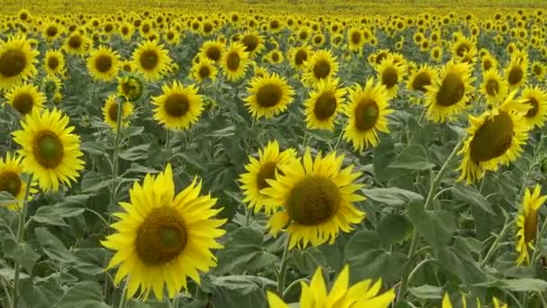 Un champ avec des tournesols en fleurs. Le tournesol commun (Helianthus annuus). Bolgradsky district, région d'Odessa, Ukraine