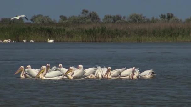 Gran Pelícano Blanco Pelecanus Onocrotalus Una Bandada Aves Peces Estuario — Vídeos de Stock