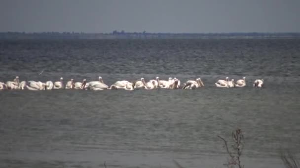 Den Stora Vita Pelikanen Pelecanus Onocrotalus Fågel Flock Som Fiskar — Stockvideo