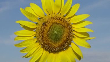 Arı ayçiçeğinin üzerinde bal toplar. Yaygın ayçiçeği (Helianthus annuus) 