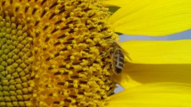Arı ayçiçeğinin üzerinde bal toplar. Yaygın ayçiçeği (Helianthus annuus) 