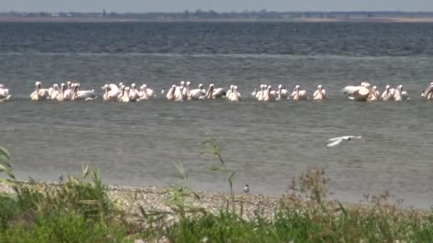 Большой Белый Пеликан Pelecanus Onocrotalus Стая Птиц Ловит Рыбу Устье — стоковое видео