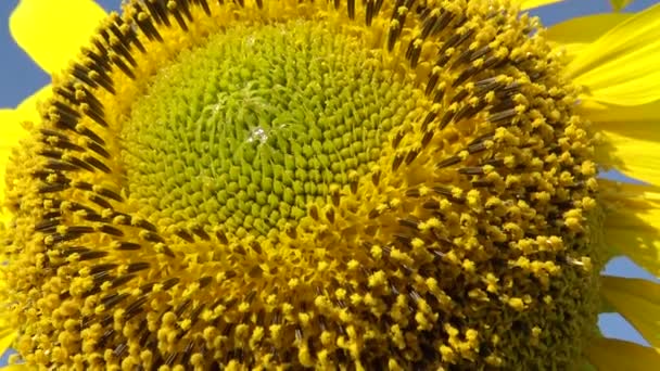 Girasol Contra Cielo Cerca Ucrania — Vídeo de stock