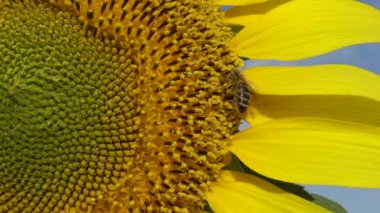 Arı ayçiçeğinin üzerinde bal toplar. Yaygın ayçiçeği (Helianthus annuus) 