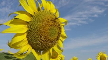 Arı ayçiçeğinin üzerinde bal toplar. Yaygın ayçiçeği (Helianthus annuus) 