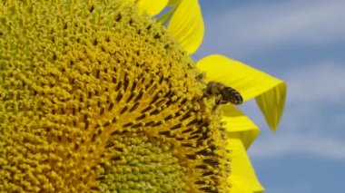 Arı ayçiçeğinin üzerinde bal toplar. Yaygın ayçiçeği (Helianthus annuus) 