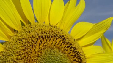 Arı ayçiçeğinin üzerinde bal toplar. Yaygın ayçiçeği (Helianthus annuus) 