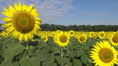 Çiçek açan bir tarla. Sıradan ayçiçeği (Helianthus annuus). Bolgradsky bölgesi, Odessa bölgesi, Ukrayna