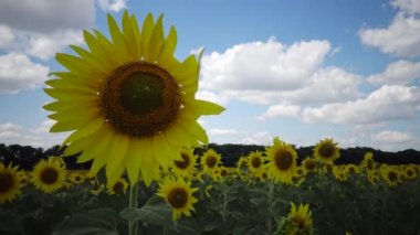 Çiçek açan bir tarla. Sıradan ayçiçeği (Helianthus annuus). Bolgradsky bölgesi, Odessa bölgesi, Ukrayna