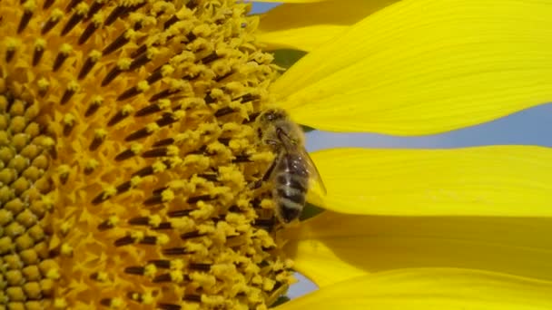 Abeja Recoge Miel Girasol Girasol Común Helianthus Annuus — Vídeos de Stock