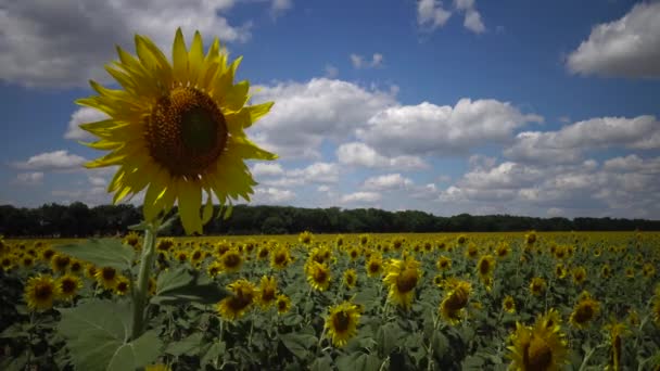 Un champ avec des tournesols en fleurs. Le tournesol commun (Helianthus annuus). Bolgradsky district, région d'Odessa, Ukraine