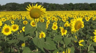Çiçek açan bir tarla. Sıradan ayçiçeği (Helianthus annuus). Bolgradsky bölgesi, Odessa bölgesi, Ukrayna