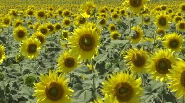 Çiçek açan bir tarla. Sıradan ayçiçeği (Helianthus annuus). Bolgradsky bölgesi, Odessa bölgesi, Ukrayna