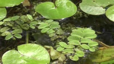 salvinia natans (watermoss, moss, ya da ticari olarak su kelebek kanatlarını yüzer yüzer gibi yüzen fern, bilinen)