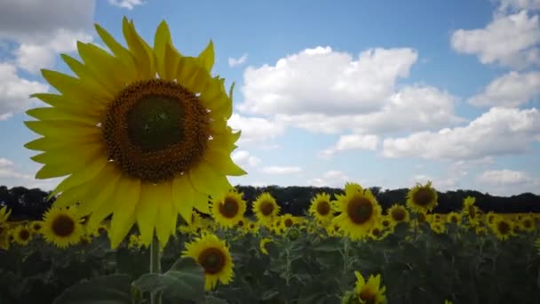 Ein Feld Mit Blühenden Sonnenblumen Die Gewöhnliche Sonnenblume Helianthus Annuus — Stockvideo