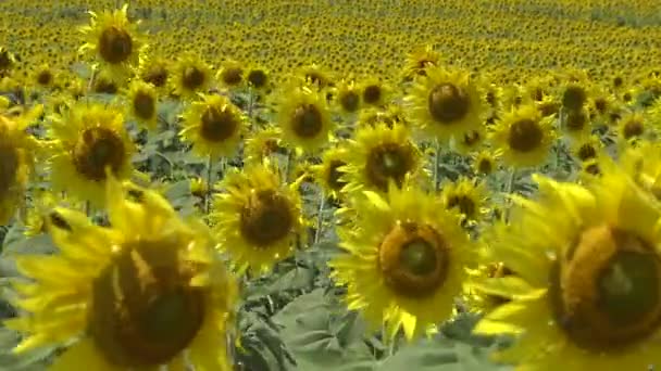 Ett Fält Med Blommande Solrosor Den Vanliga Solrosen Helianthus Annuus — Stockvideo