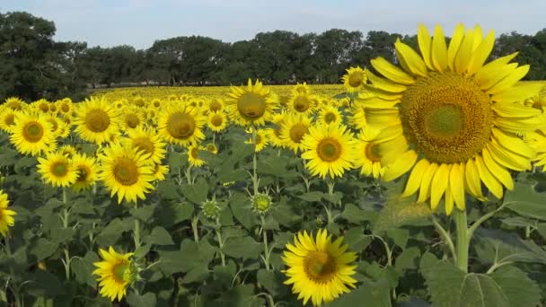 Campo Com Girassóis Florescendo Girassol Comum Helianthus Annuus Distrito Bolgradsky — Vídeo de Stock