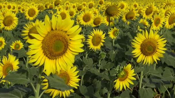 Een Veld Met Bloeiende Zonnebloemen Gewone Zonnebloem Helianthus Annuus Bolgradsky — Stockvideo