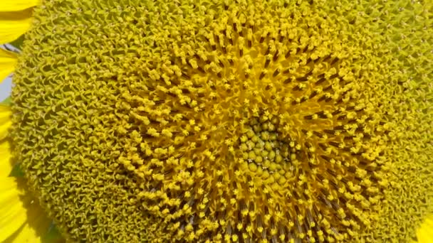 Ett Fält Med Blommande Solrosor Den Vanliga Solrosen Helianthus Annuus — Stockvideo