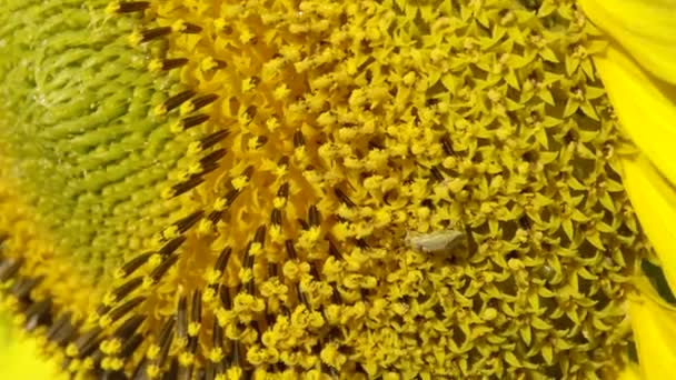 一片开着向日葵的田野 普通向日葵 Helianthus Annuus 乌克兰敖德萨地区Bolgradsky区 — 图库视频影像