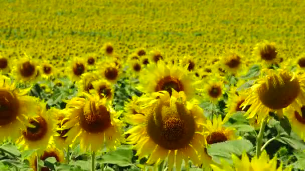 Ett Fält Med Blommande Solrosor Den Vanliga Solrosen Helianthus Annuus — Stockvideo