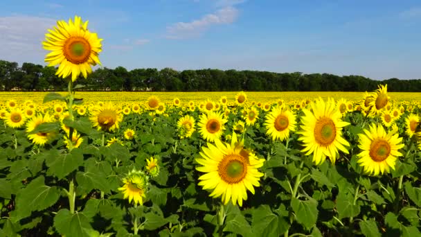 Ein Feld Mit Blühenden Sonnenblumen Die Gewöhnliche Sonnenblume Helianthus Annuus — Stockvideo