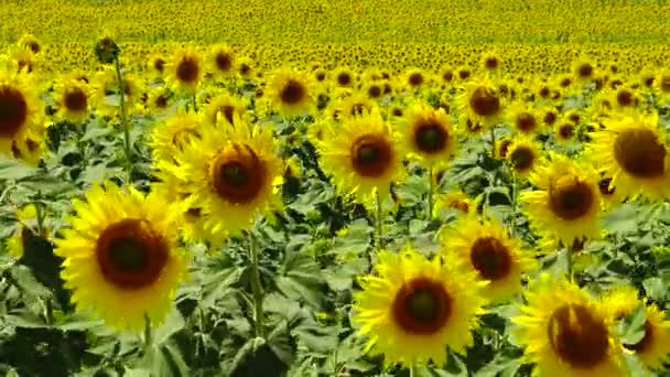 Ein Feld Mit Blühenden Sonnenblumen Die Gewöhnliche Sonnenblume Helianthus Annuus — Stockvideo