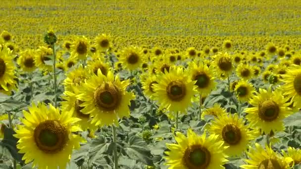 Campo Con Girasoles Florecientes Girasol Común Helianthus Annuus Distrito Bolgradsky — Vídeos de Stock