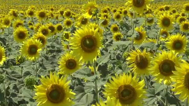 Pole Kvetoucími Slunečnicemi Slunečnice Obecná Helianthus Annuus Bolgradský Okres Oděský — Stock video